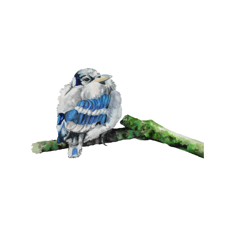 Blue jay illustration by Ally Mikel