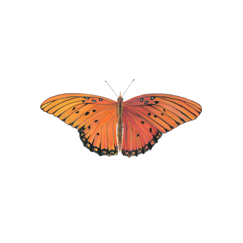 Gulf fritillary butterfly illustration